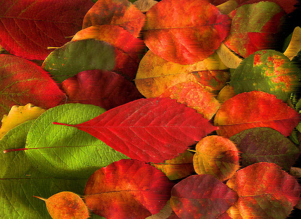 composition leaves