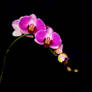 orchid