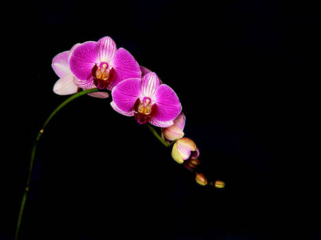 orchid