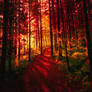 red forest ..