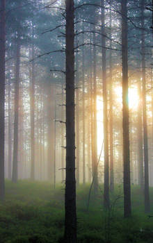 forest in summer