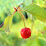 a cherry