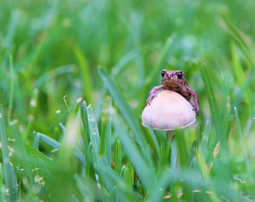 Small frog