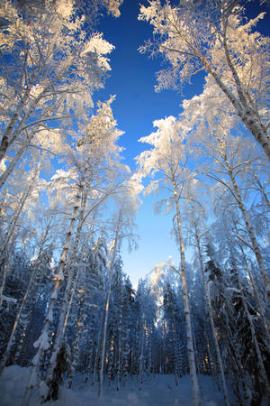 Forest world by KariLiimatainen