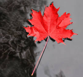 maple leaf