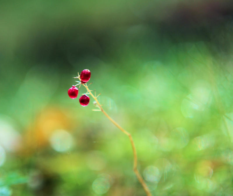 unknown berry