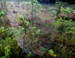 Web