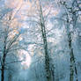 Winter in Finland..