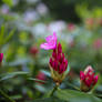 rhododendron