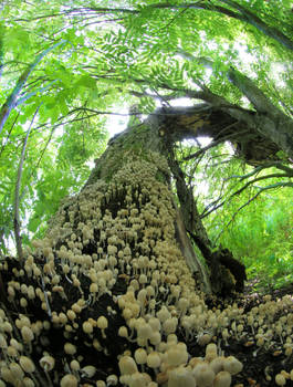 Mushrooms climb to the tree