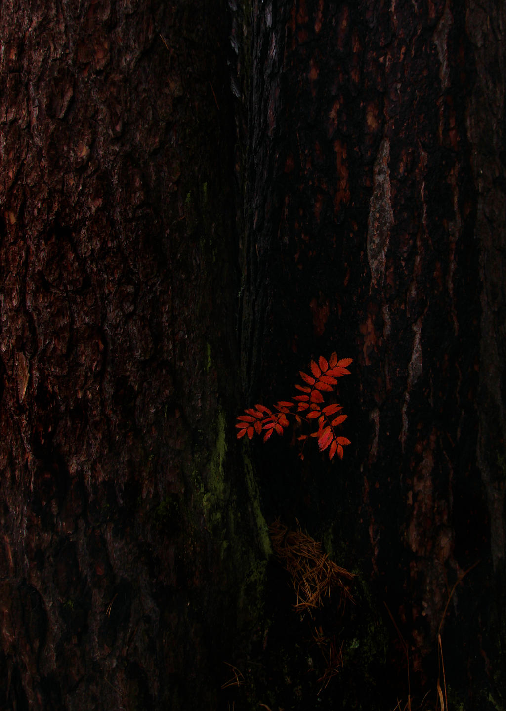 Big and small tree