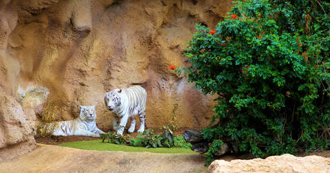 Great animals white tiger.