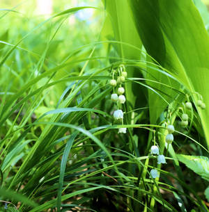 Finland national flower