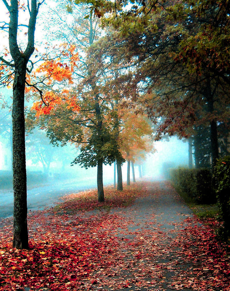 Nice autumn morning. by KariLiimatainen on DeviantArt