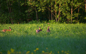 Family meeting