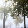 Park in the fog