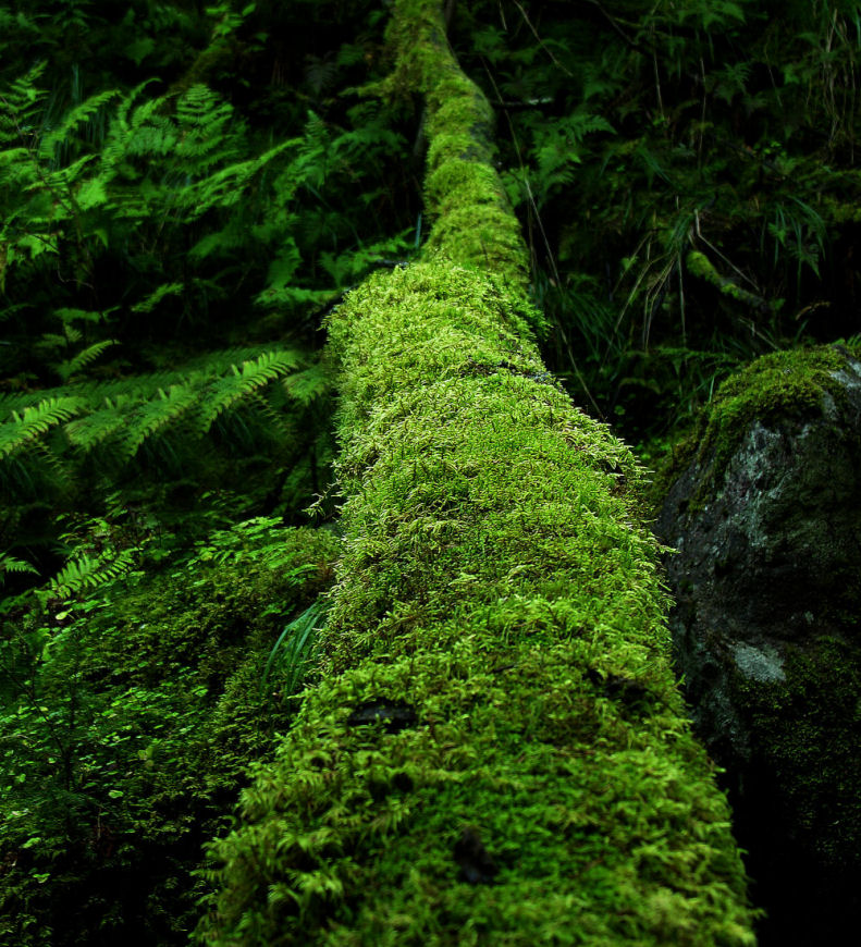Green path by KariLiimatainen Green path by KariLiimatainen
