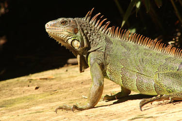 Iguana photo No. 1