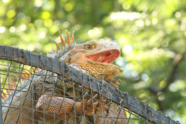 Iguana photo No. 2