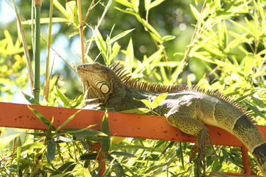Iguana photo No. 3