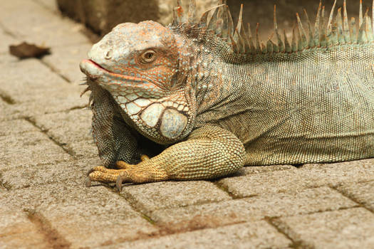 Iguana photo No. 4