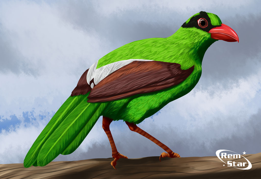 Javan green-magpie by Rem--Star on DeviantArt