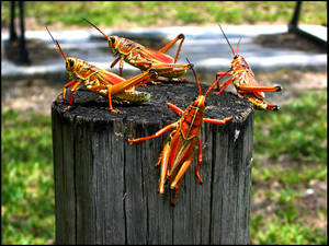 Grasshoppers