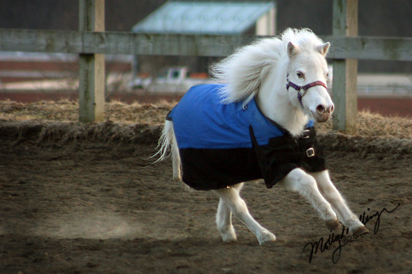 Fluffball in a Blue Coat