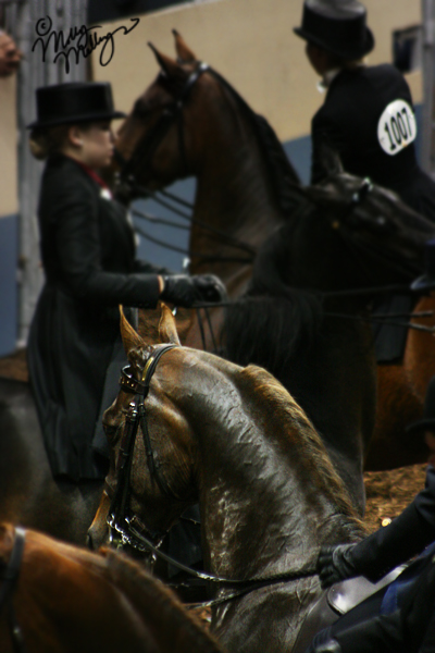 Horse Show