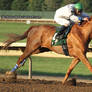 ThoroughbredRaceHorseStock