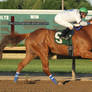 ThoroughbredRaceHorseStock