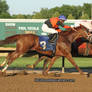 ThoroughbredRaceHorseStock