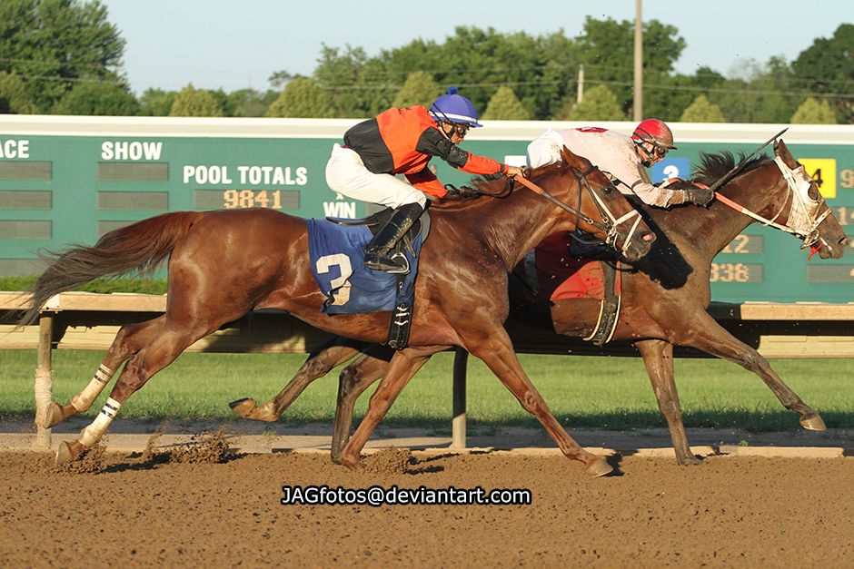 ThoroughbredRaceHorseStock