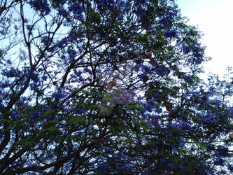 jacarandas time