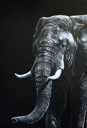 Elephant portrait