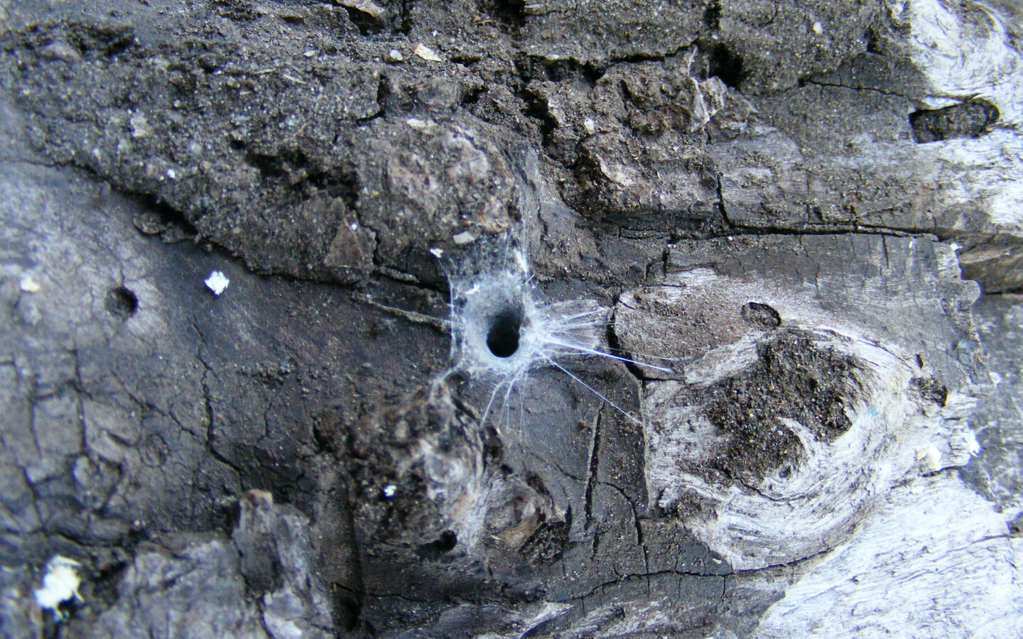 House spider in the mountains