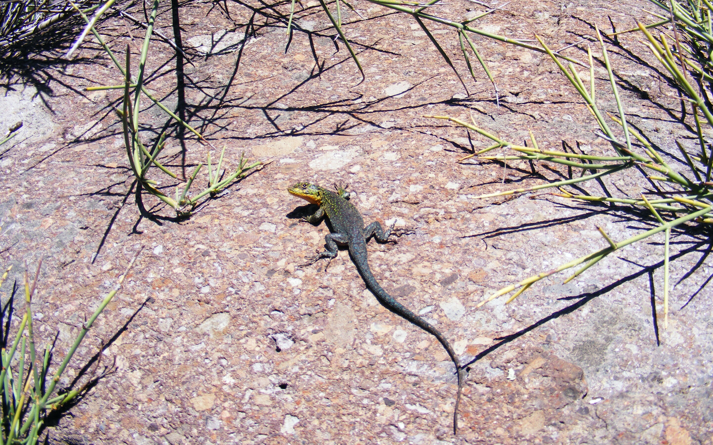 Lizard in the mountains 1