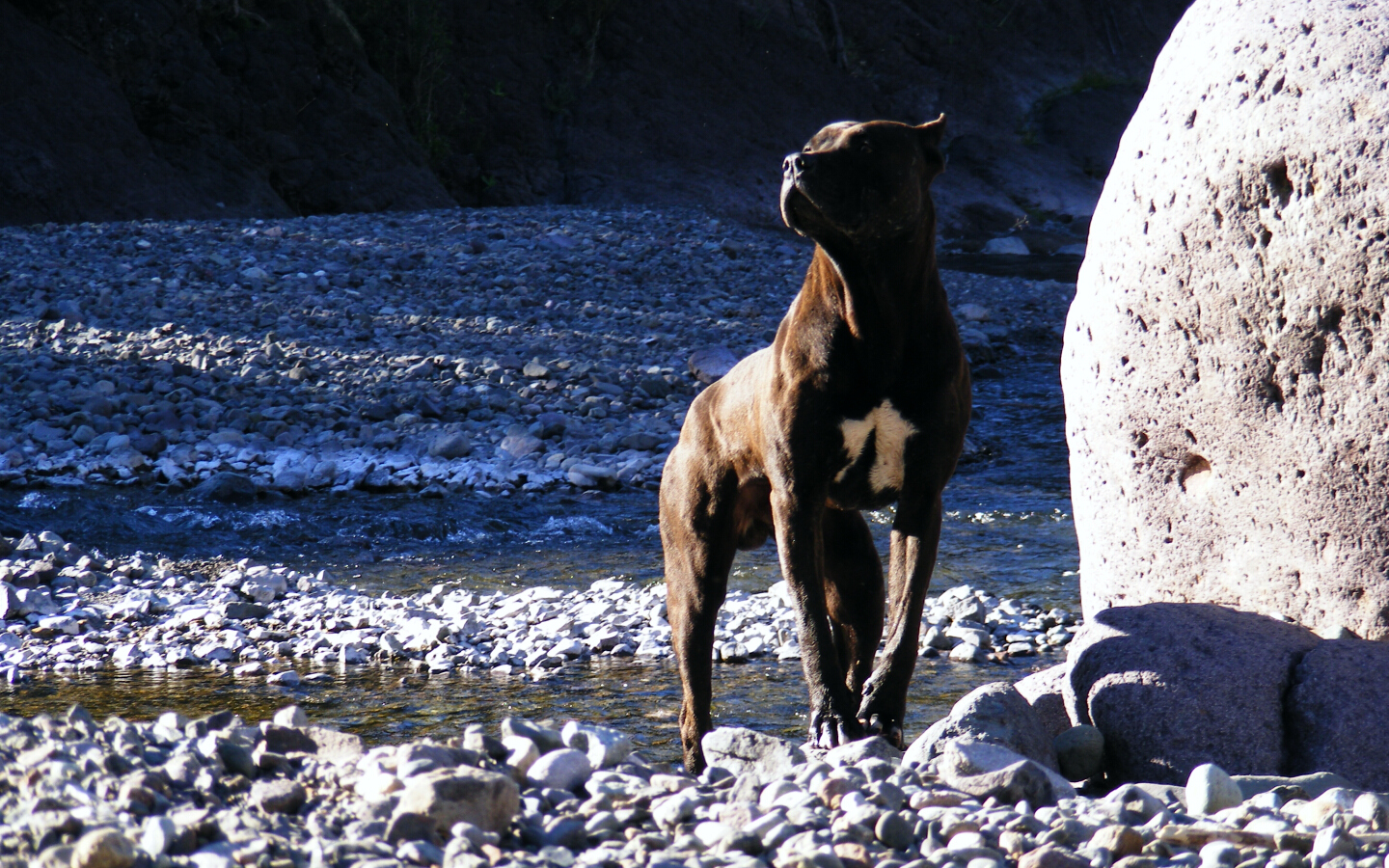 Dog fishing in the mountain 7