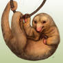 Silky Anteater