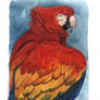 Scarlet Macaw