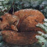 Christmas Card: napping fox
