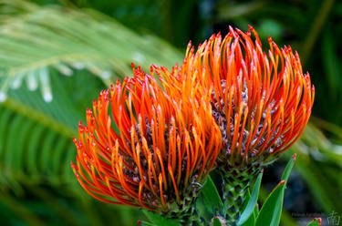 Double Pincushion Protea