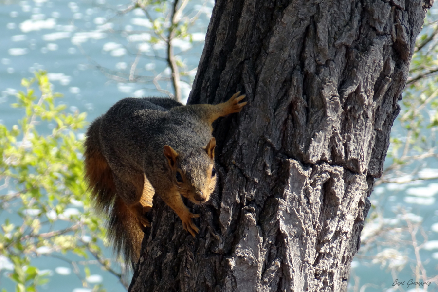 Squirrel on a tree