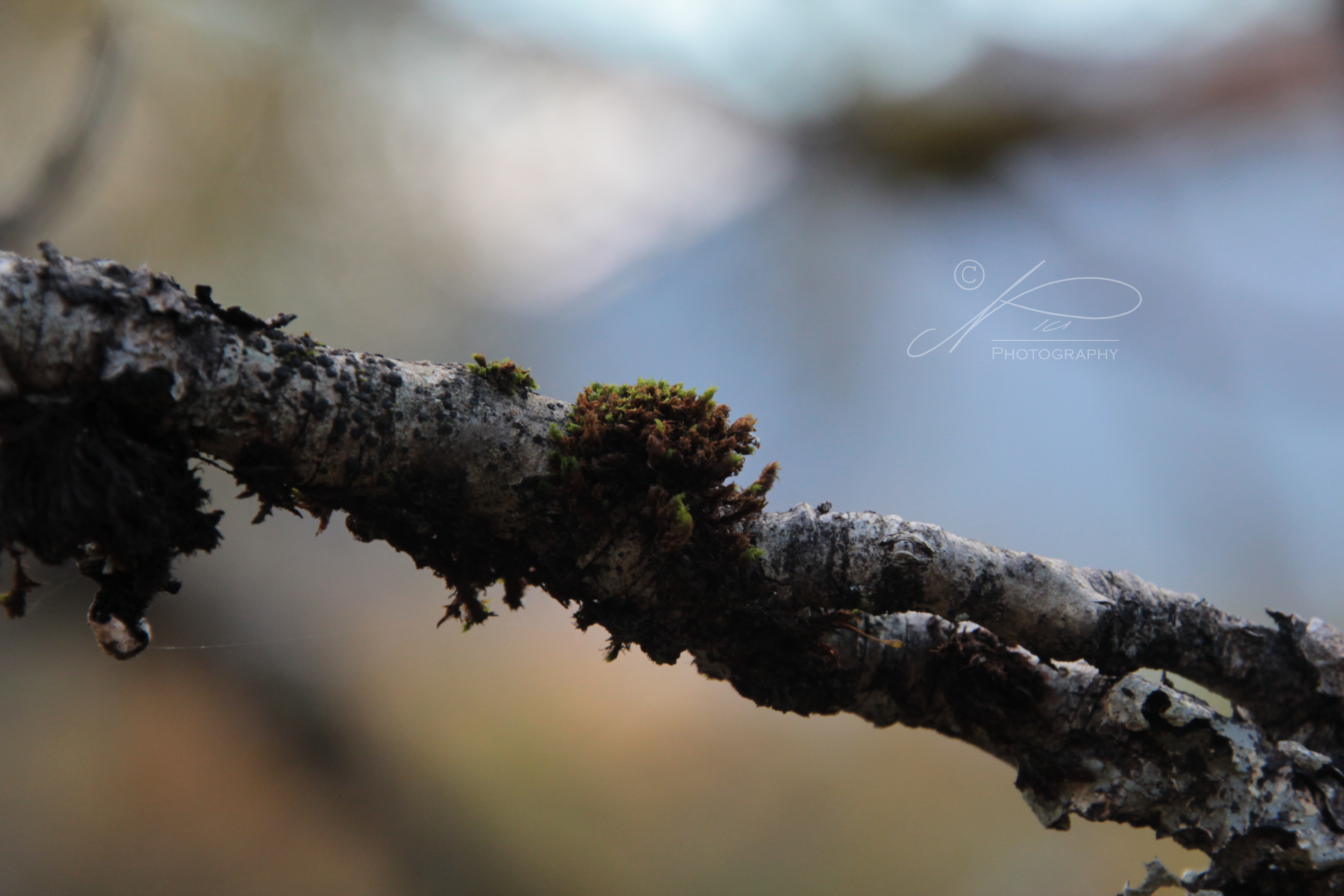 Norwegian Forests