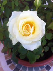 White Rose