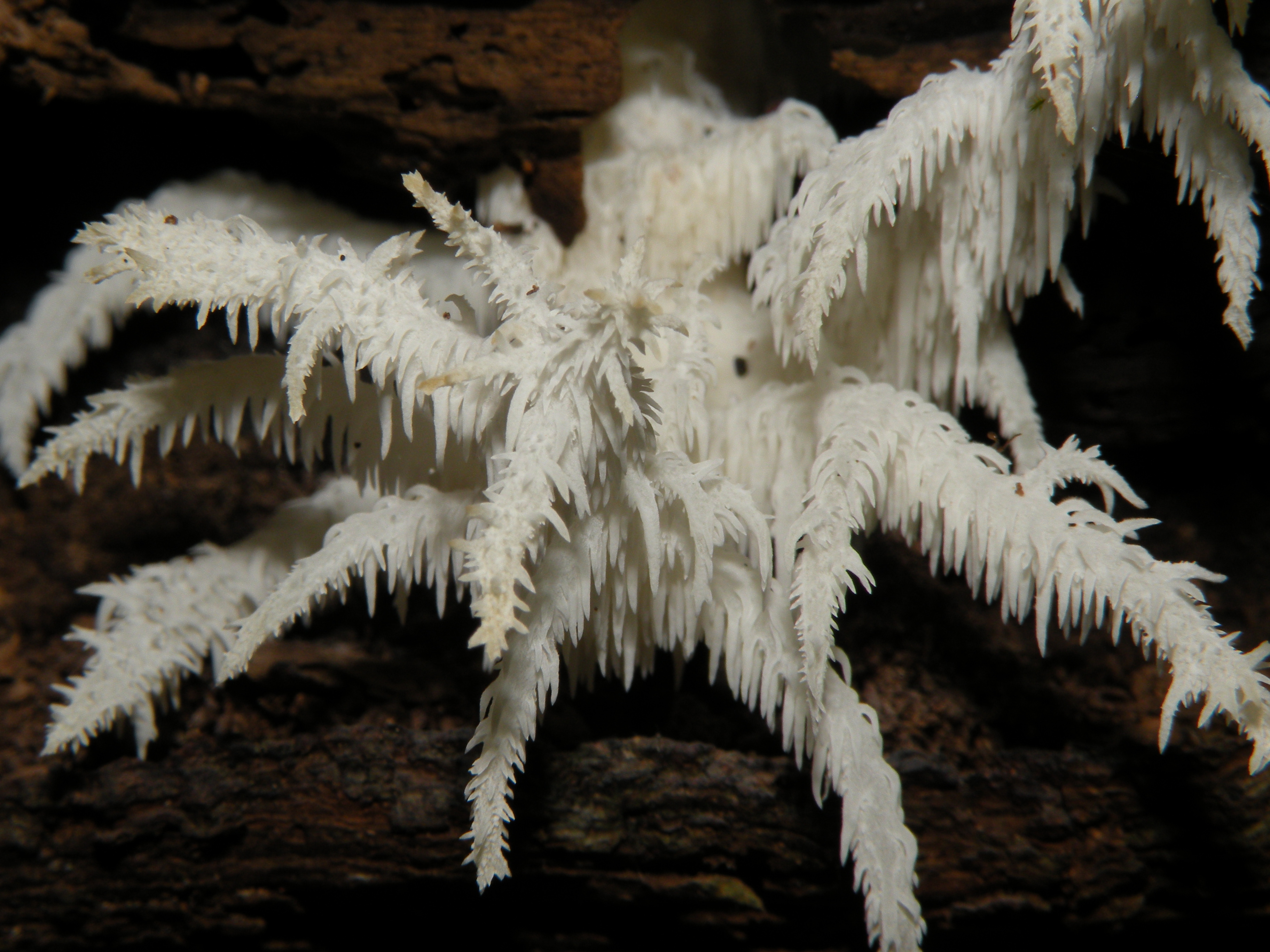 lion's mane mushroom