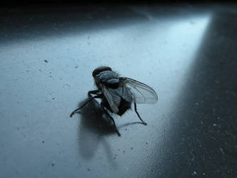 Fly on windowsill