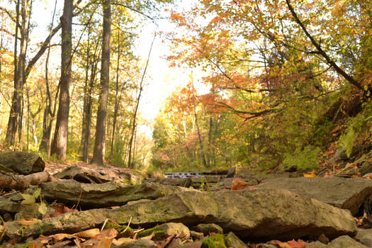 Along the river bank in fall