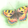 butterfly