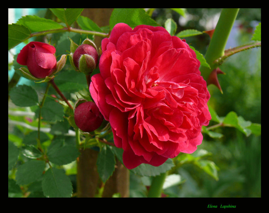 The flaring July... by Solyarise on DeviantArt